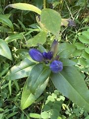 Gentiana clausa