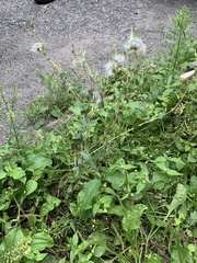 Lactuca serriola