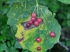Harmandiola tremulae