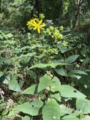 Silphium
