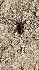 Anabrus simplex