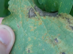 Harmandiola tremulae