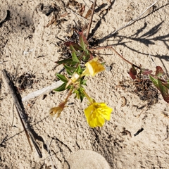 Oenothera parviflora