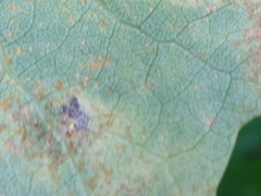 Harmandiola tremulae
