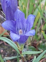 Gentiana pneumonanthe