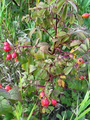 Rosa acicularis