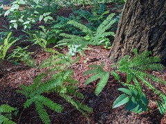 Adiantum aleuticum