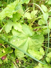 Alchemilla glabra