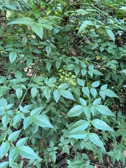 Nandina domestica