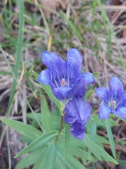 Gentiana pneumonanthe