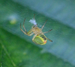 Araniella