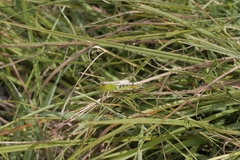 Pseudochorthippus montanus