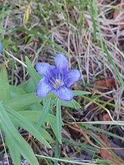 Gentiana pneumonanthe