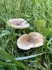 Russula amoenolens