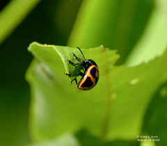 Labidomera clivicollis