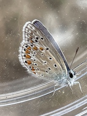 Polyommatus