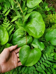 Smilax rotundifolia