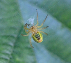 Araniella