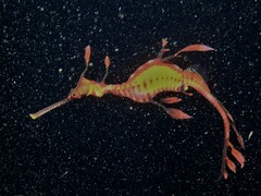 Phyllopteryx taeniolatus