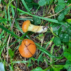 Suillus grevillei