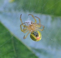 Araniella