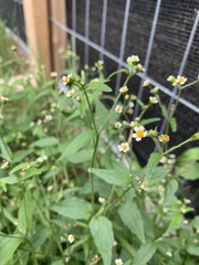 Galinsoga quadriradiata
