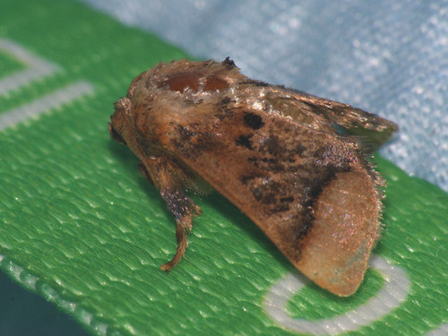 Chibiraga nantonis