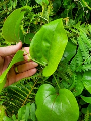Smilax rotundifolia