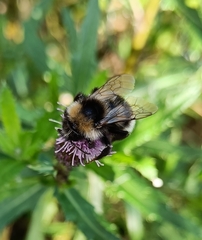 Bombus bohemicus