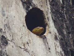 Boiga cynodon