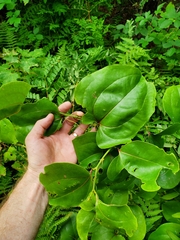 Smilax rotundifolia