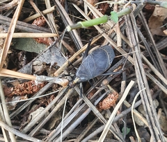 Meloimorpha japonica