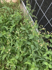 Galinsoga quadriradiata