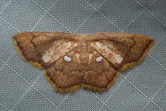 Chrysocraspeda argentimacula