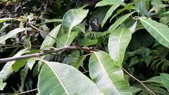 Dendrelaphis philippinensis