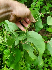 Smilax rotundifolia