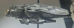 Chalcophora angulicollis