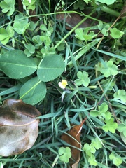 Oxalis exilis