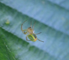 Araniella