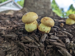 Boletaceae