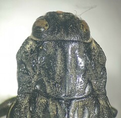 Chalcophora angulicollis