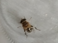 Palpada mexicana