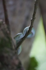 Tropidolaemus subannulatus