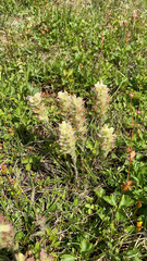 Castilleja pilosa