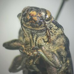 Chalcophora angulicollis