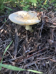 Amanita