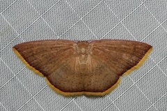 Pseudhyria rubra