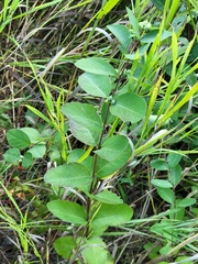 Symphoricarpos occidentalis