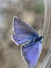 Polyommatus