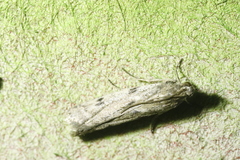 Phycitodes binaevella